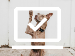 My Web Design FAQs