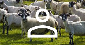 Case Study: Lister Shearing's Google Ad Campaign